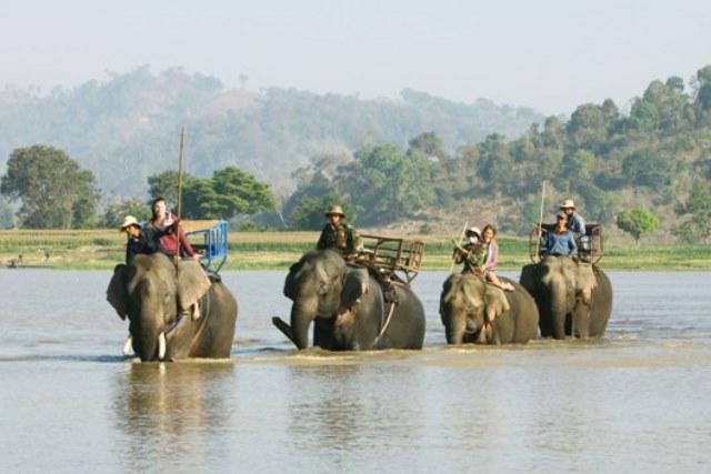 Vietnam province to phase out elephant tours, protect endangered herd